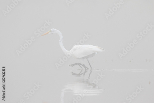 Canvas Print 00688-02212 Great Egret (Ardea alba) in wetland in fog, Marion Co
