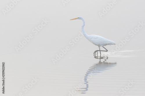 Bild auf Leinwand 00688-02219 Great Egret (Ardea alba) in wetland in fog, Marion Co