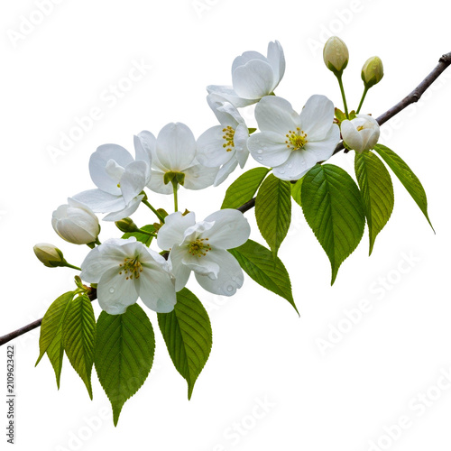 Fotografía Delicate white blooming hawthorn branch with fresh leaves