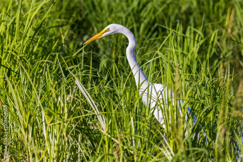 Obraz na plátně 00688-03605 Great Egret (Ardea alba) in wetland Marion Co. IL