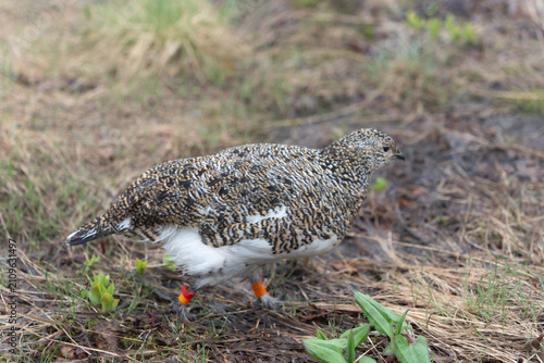 Quadro su tela Wild rock ptarmigan standing on rocky mountain, Tateyama, Japan