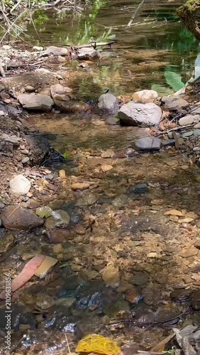 Clear water flowing through stones in a small forest stream