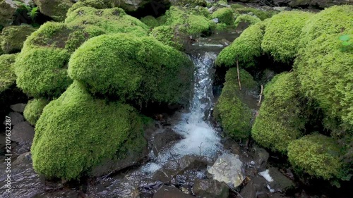 Small Stream Flowing Through Moss-Covered Rocks in Forest