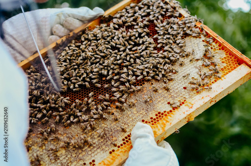 Obraz na plátně Beekeeper collecting honey selective focus on a honeycomb and bees