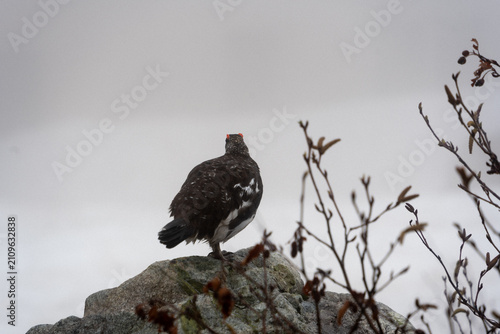 Foto Wild rock ptarmigan standing on rocky mountain, Tateyama, Japan