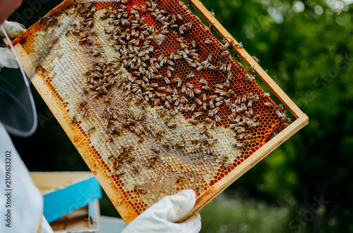Close-up of a beekeeper collecting honey on a honeycomb of bees