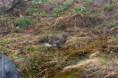 Принти на полотні Wild rock ptarmigan standing on rocky mountain, Tateyama, Japan
