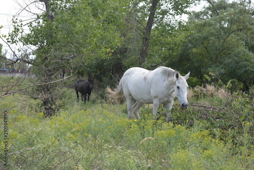 Beautiful nature, beauty, and freedom. Vibrant and colorful wildlife, a large light gray horse and a black stallion eating grass in a field.