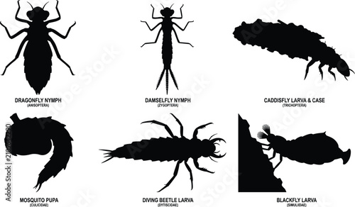 Photos Educational aquatic insect larvae silhouette icon collection featuring dragonfly