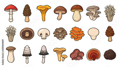 Fotografía Mushroom types icon set for mycology and food education