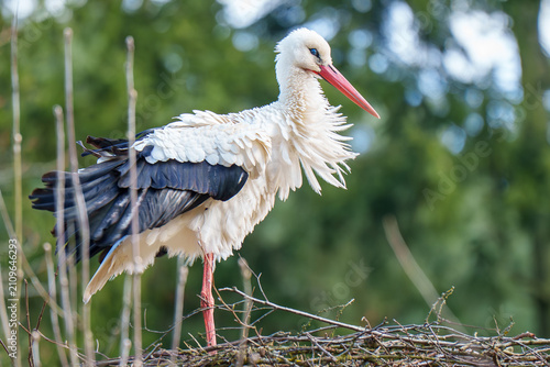 Side view of a majestic white stork in natural outdoor habitat