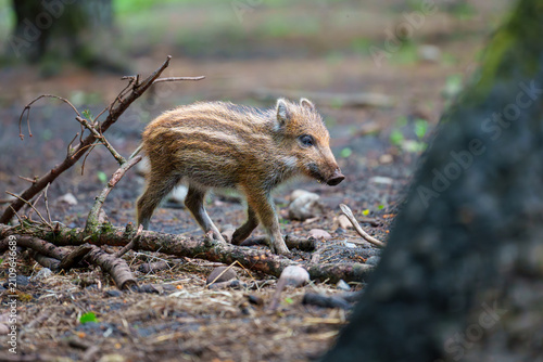 Young striped wild boar piglet in natural habitat