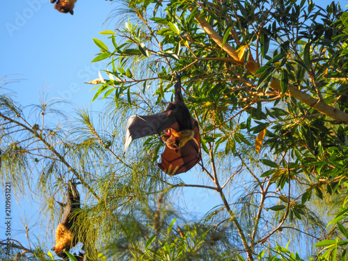 Obraz na płótnie Fruit bat hanging upside down spreading virus concept