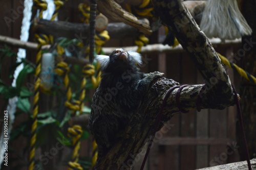 Bild auf Leinwand Common marmoset climbing on a tree branch