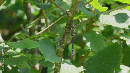A Migrant Hawker Dragonfly Resting on a Sycamore