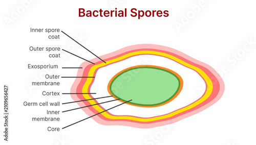 Cuadro en lienzo Bacterial Spores Structure Diagram with Labeled Anatomical Layers