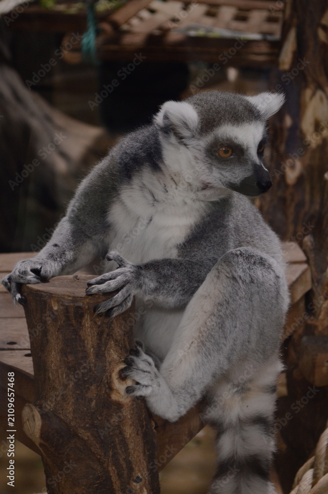 Obraz premium Ring-tailed lemur sitting on a wooden bench