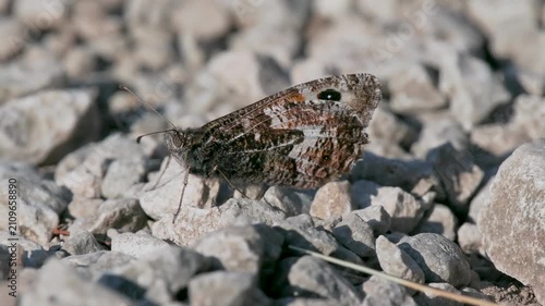 A Grayling Butterfly. Arnside Knott.