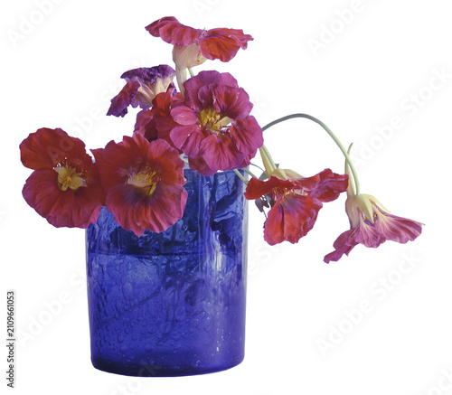 Orange nasturtiums in a blue vase isolated on a transparent background