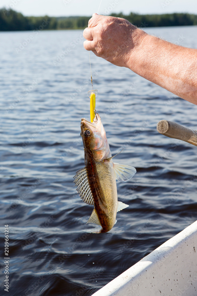 Fototapeta premium Fishing on a lake. Fisherman pulling up a big fish.