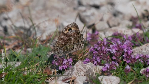 A Grayling Butterfly Feeding on Wild Thyme. Arnside Knott.