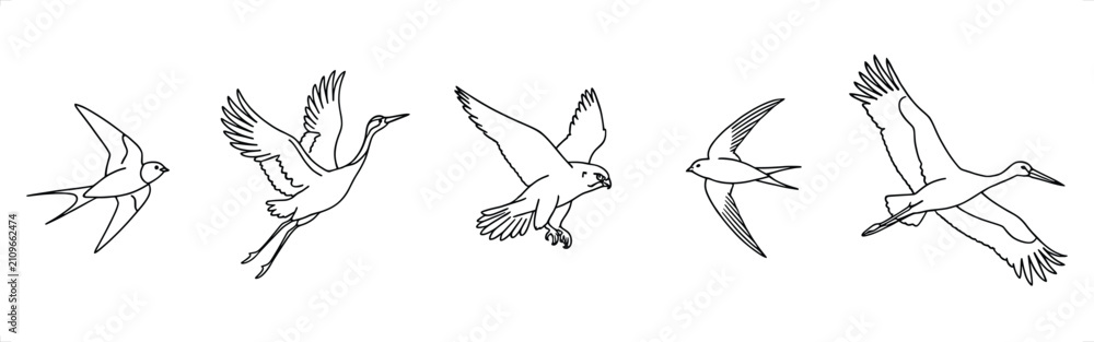 Fototapeta premium Various birds in flight during daytime with white background vector illustration