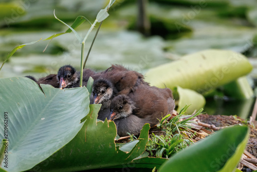 фотографія A nest of a common moorhen (Gallinula chloropus) with cute chicks resting on a sunny summer evening, surrounded by green leaves and yellow flowers of water lilies