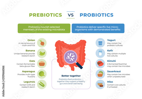 Prebiotics vs probiotics comparison cards infographic. Flat vector illustration of gut health, fiber foods and fermented products isolated on white.