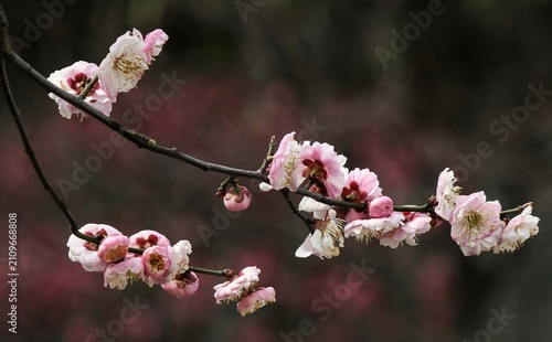 Plum blossoms