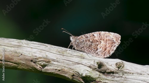 A Grayling Butterfly Resting on a Branch
