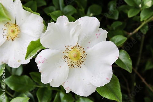 white and yellow flower