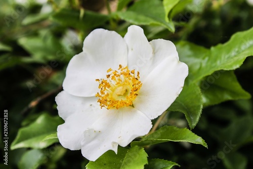 white and yellow flower