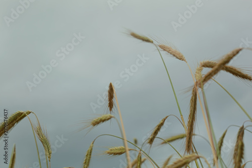 Photography Close-up of wheat stalks gently swaying against a cloudy sky