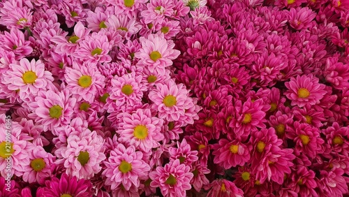 Obraz na plátne pink and magenta blooming chrysanthemum flowers packed closely together