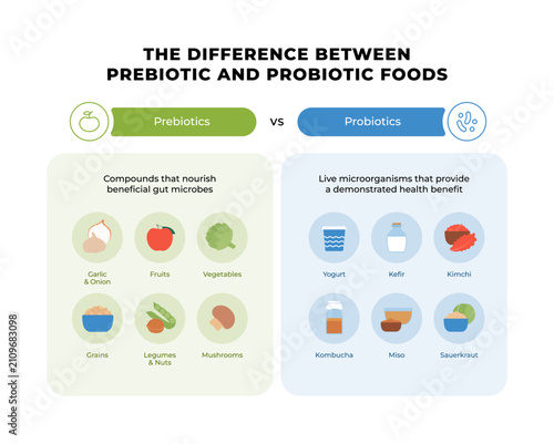 Prebiotic vs probiotic foods difference infographic. Flat vector illustration of gut health, fiber foods and fermented products isolated on white background.