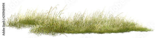 grass isolated on white background/Ultra-sharp high-resolution image of lush wild grass and reeds isolated on a white background, featuring detailed natural textures for nature, landscape, botanical
