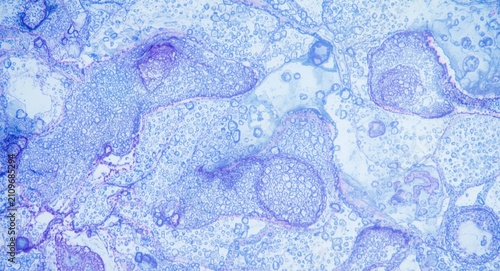 Foto Microscopic View of Cells with Blue and Purple Staining in a Light Background