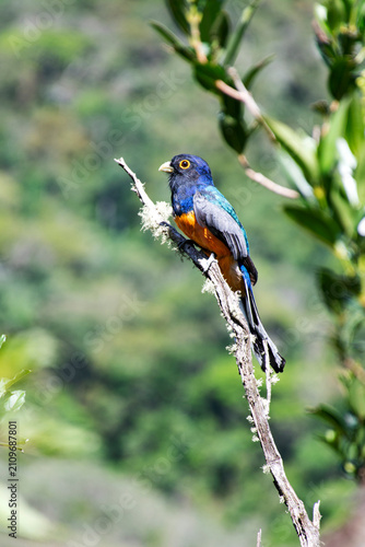 Surucuá