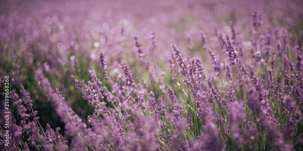 Fototapeta premium Lavender Field in Soft Focus with Purple Blooms and Green Stems