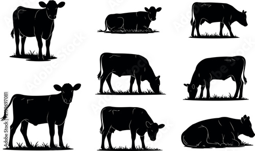Grazing and Resting Cows Cattle Silhouettes Vector Set Isolated on White Background for Farm Branding
