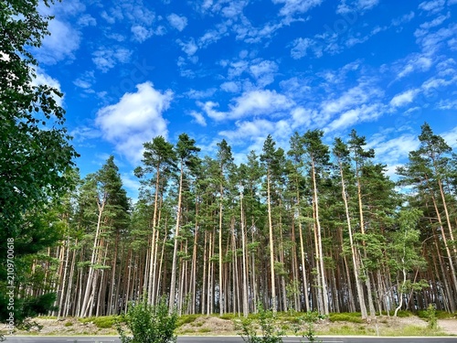 view of the pine forest
