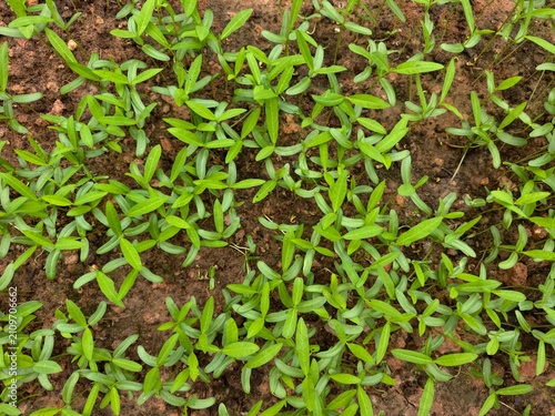Foto Hemp and leguminous plants are used to improve the soil.