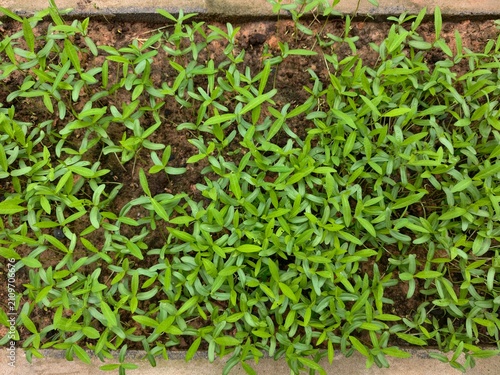 Foto Hemp and leguminous plants are used to improve the soil.