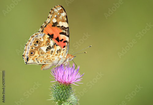 Beautiful colorful butterfly on flower