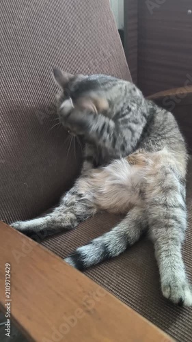  A forest cat grooms itself after sleeping. 