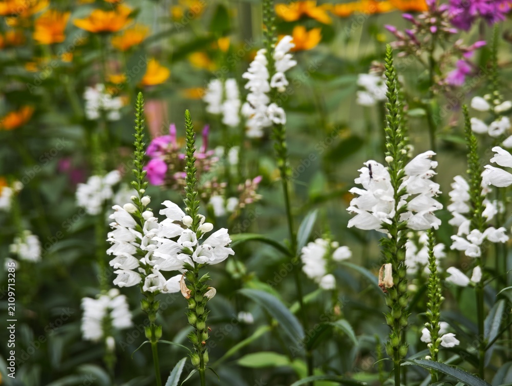 Obraz premium White obedient plant flowers blooming in summer flowerbed