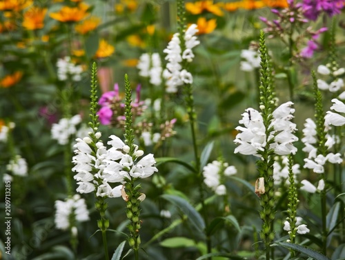 Foto White obedient plant flowers blooming in summer flowerbed