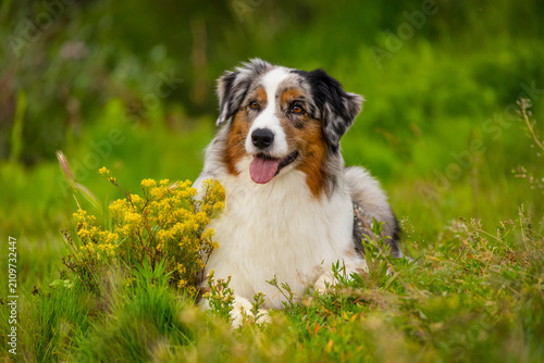 Fotografie Beautiful blue merle Australian Shepherd lies relaxed in lush green grass with blooming yellow wildflowers