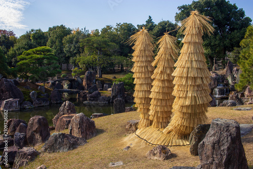 Straw wrapped Sago palms for winter protection at Ninomaru garden in Nijo Castle, Kyoto, Japan