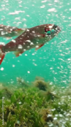 Two red fish swimming underwater over seagrass, vibrant marine life scene.